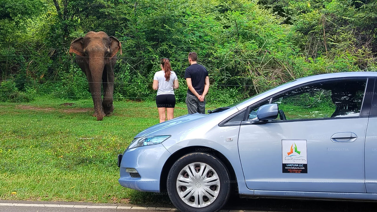 Private Tour from Ella to Tangalle with Udawalawe Safari