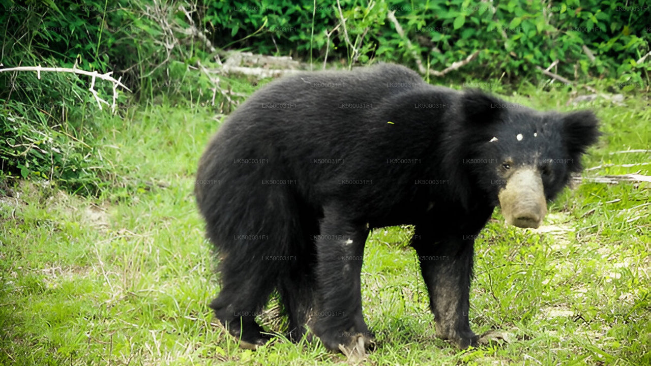 Private Tour from Ella to Unawatuna with Yala Safari