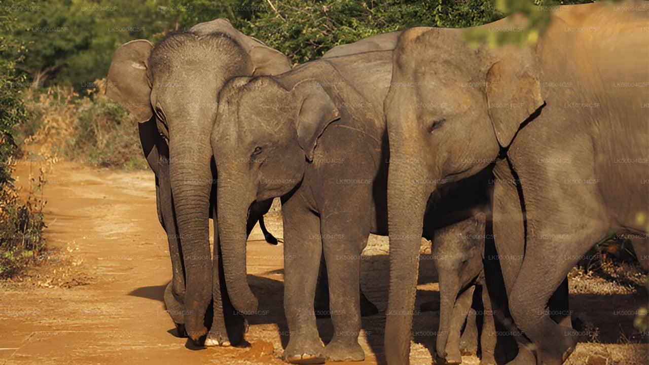 Privaatreis Ellast Weligamasse Udawalawe Safariga