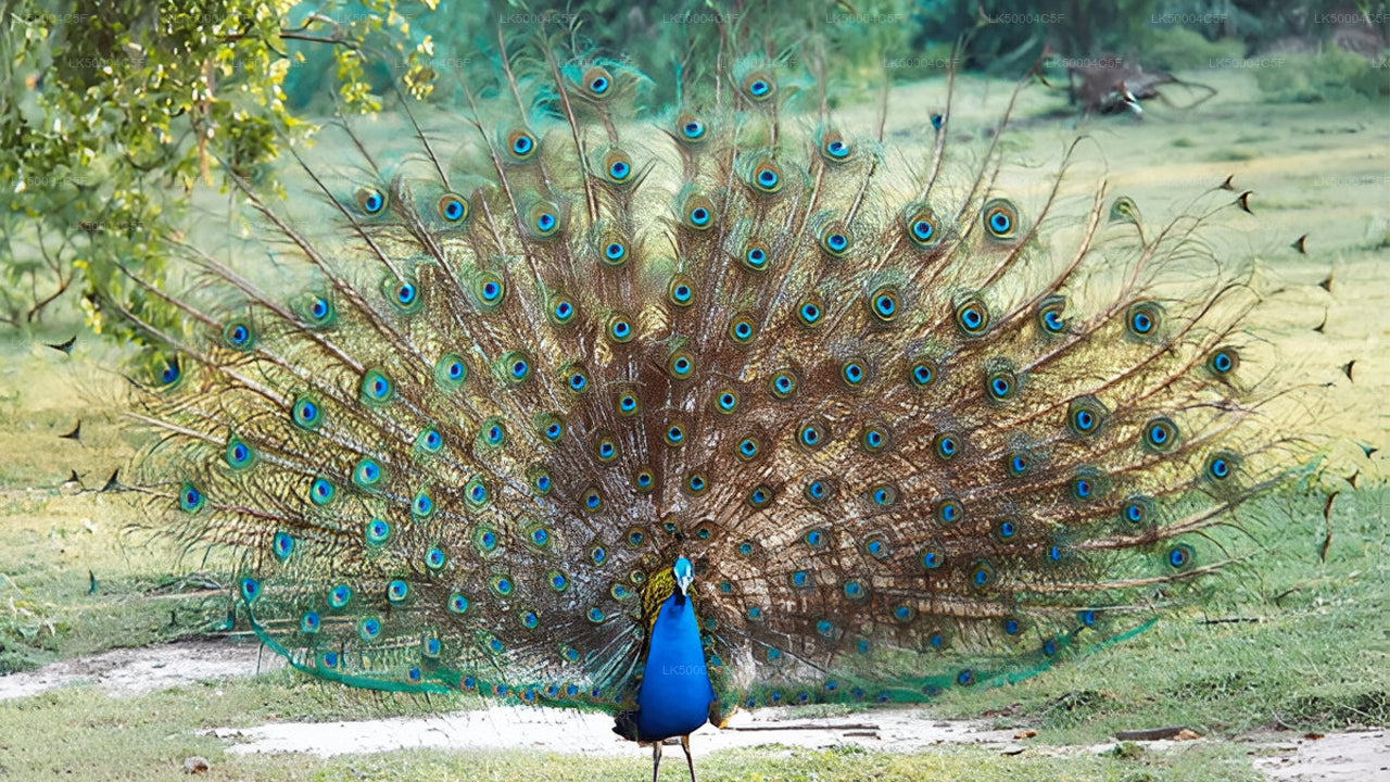 Privaatreis Ellast Weligamasse Udawalawe Safariga