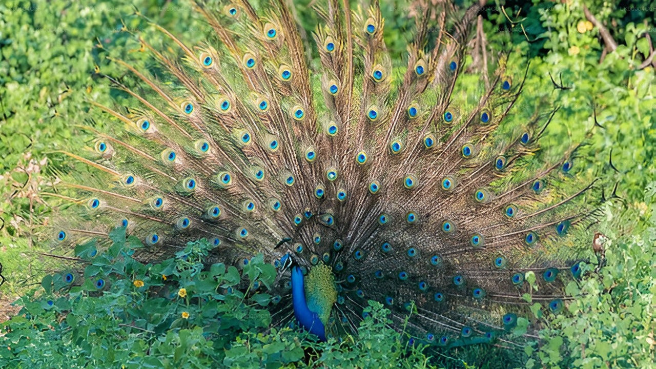 Privaatreis Ellast Weligamasse Udawalawe Safariga