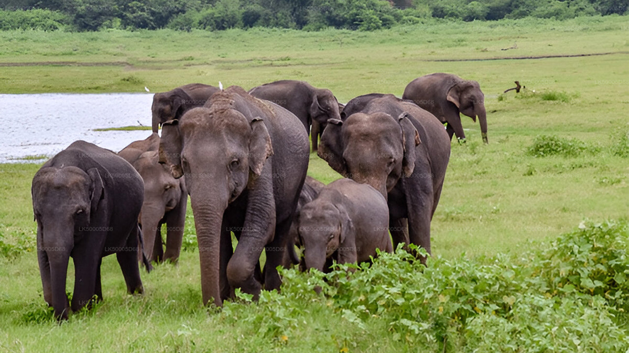 Privaatreis Hiriketiyast Ellasse Udawalawe Safariga