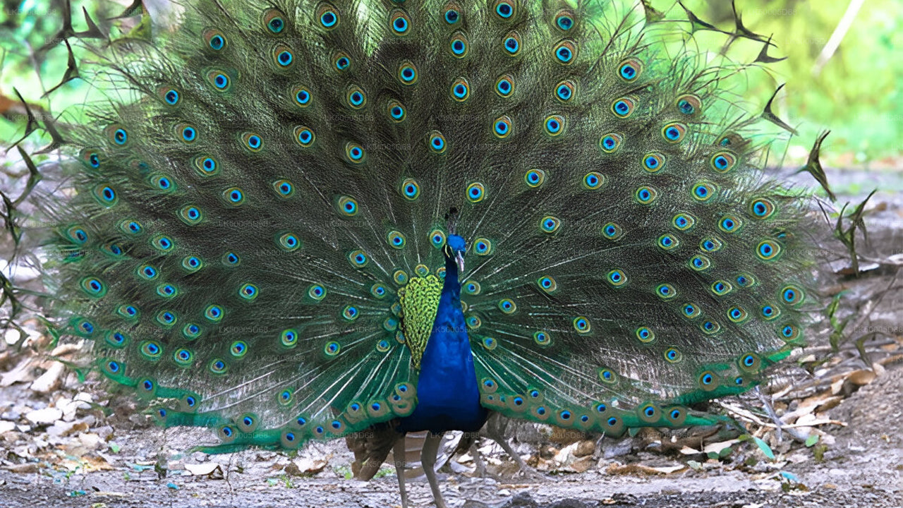 Privaatreis Hiriketiyast Ellasse Udawalawe Safariga