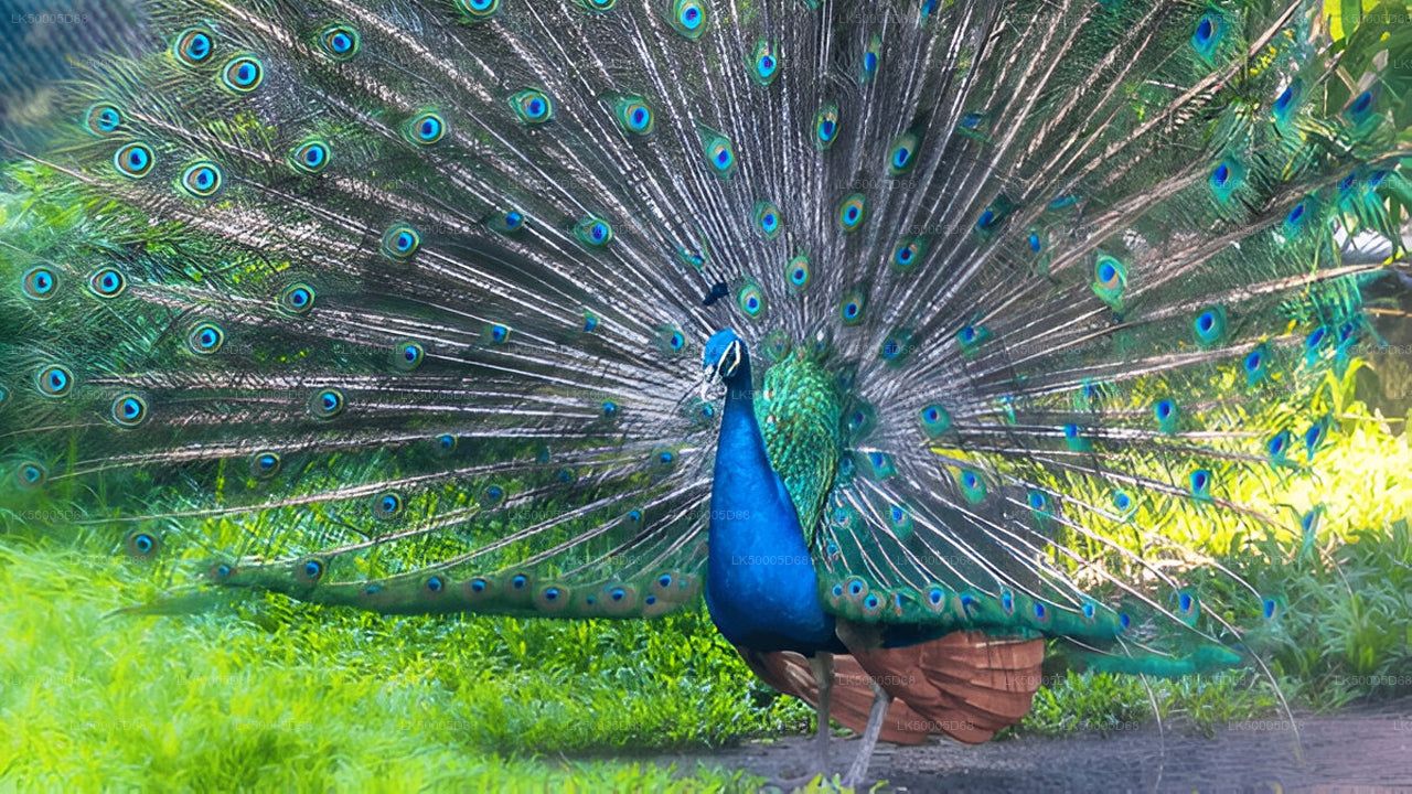 Privaatreis Hiriketiyast Ellasse Udawalawe Safariga