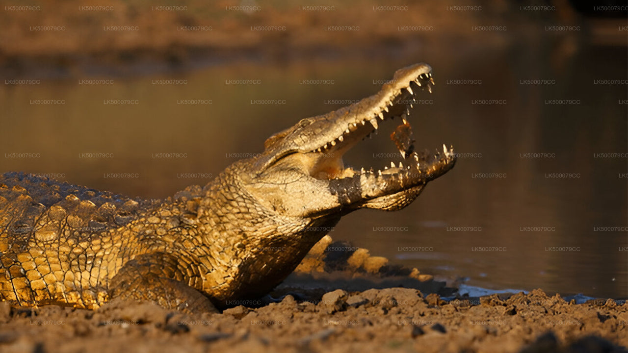 Privaatreis Ellast Tangallesse Yala Safariga