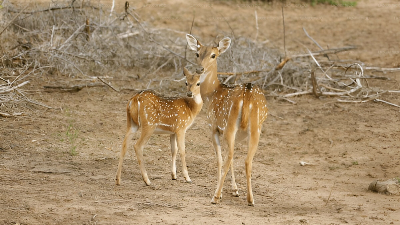 Privaatreis Ellast Tangallesse Yala Safariga