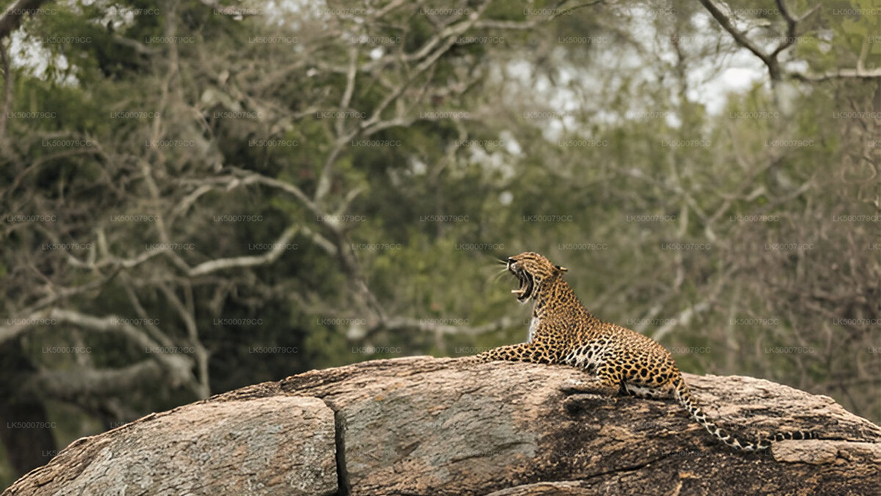 Privaatreis Ellast Tangallesse Yala Safariga