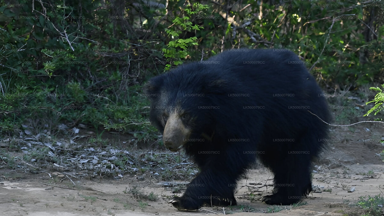 Privaatreis Ellast Tangallesse Yala Safariga