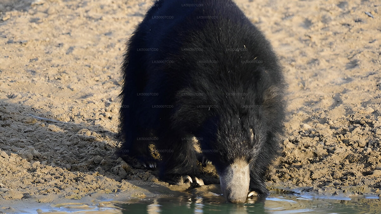 Private Tour from Tangalle to Ella with Yala Safari