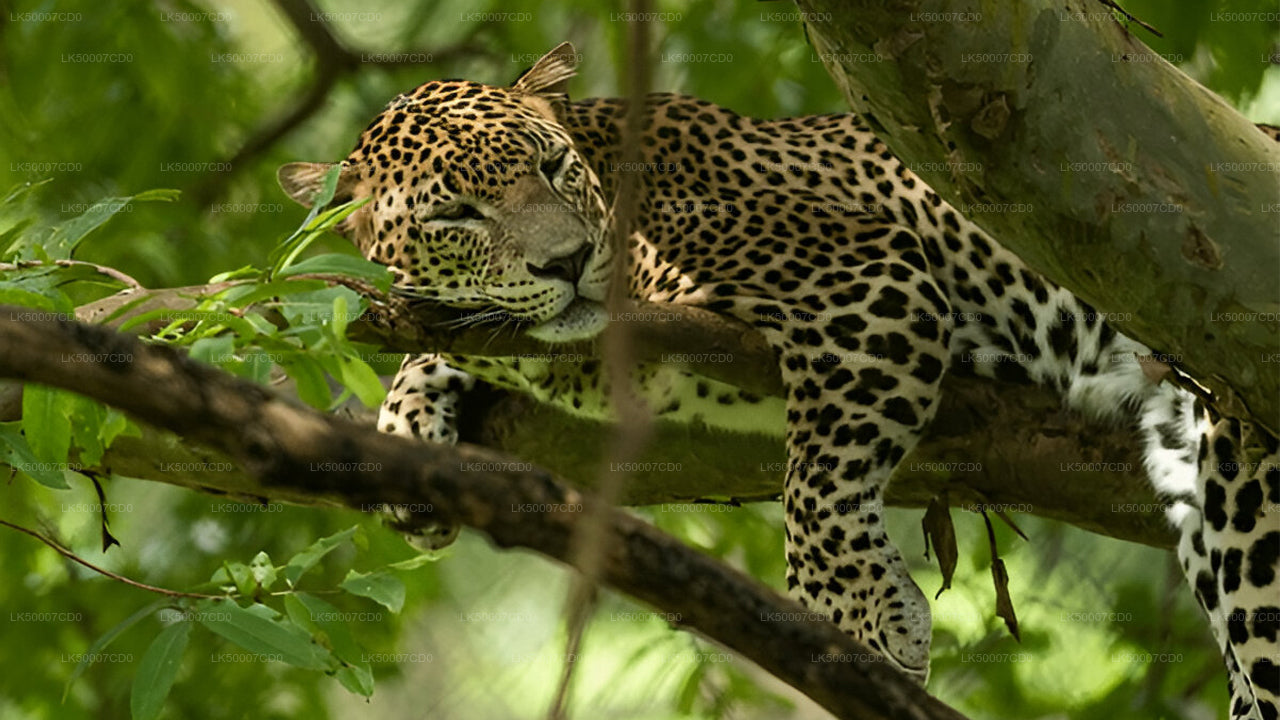 Private Tour from Tangalle to Ella with Yala Safari