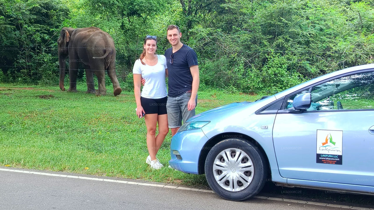 Private Tour from Ella to Galle with Udawalawe Safari