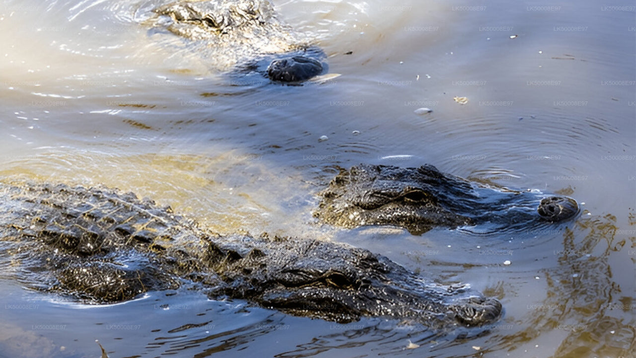 Privaatreis Weligamast Ellasse Udawalawe Safariga