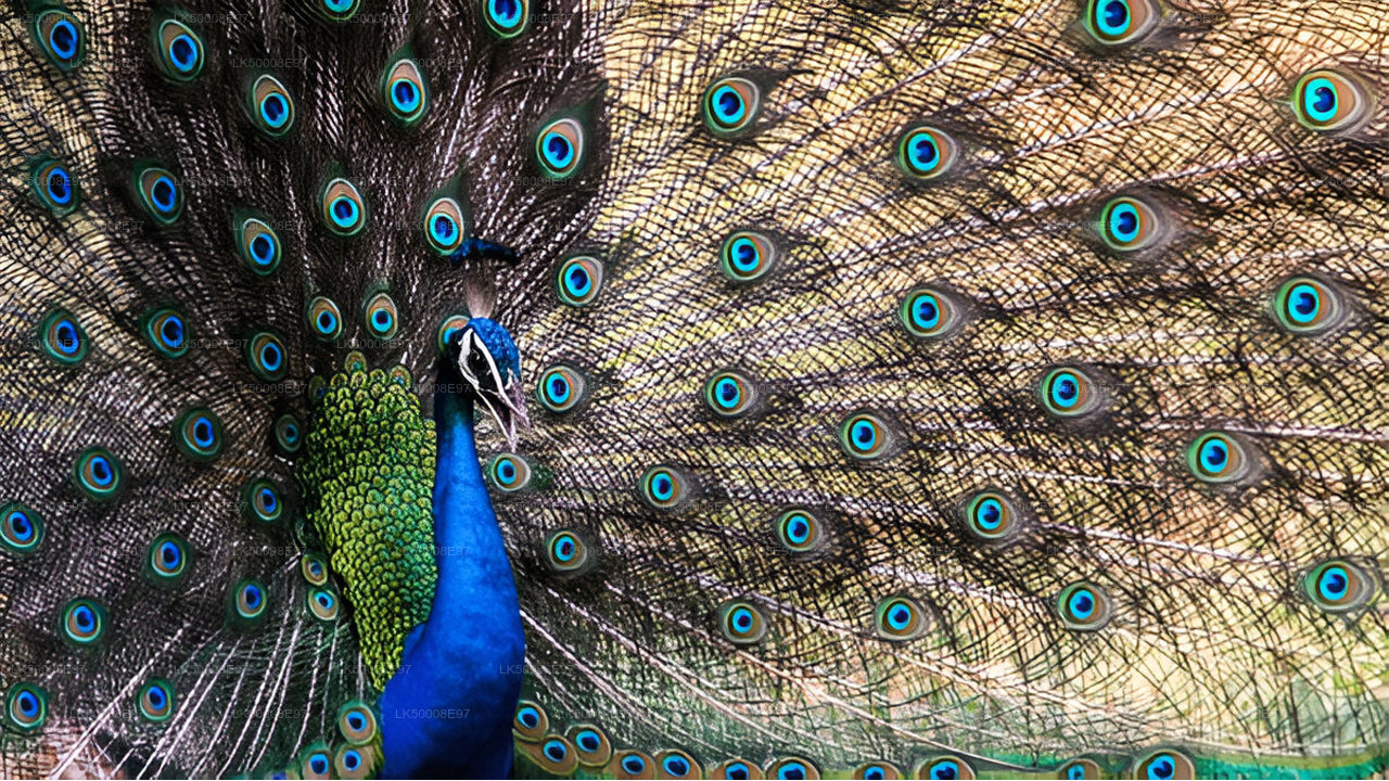 Privaatreis Weligamast Ellasse Udawalawe Safariga