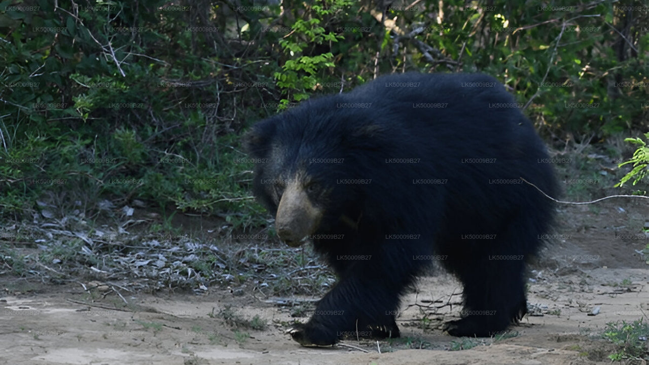 Privaatreis Weligamast Ellasse Yala Safariga