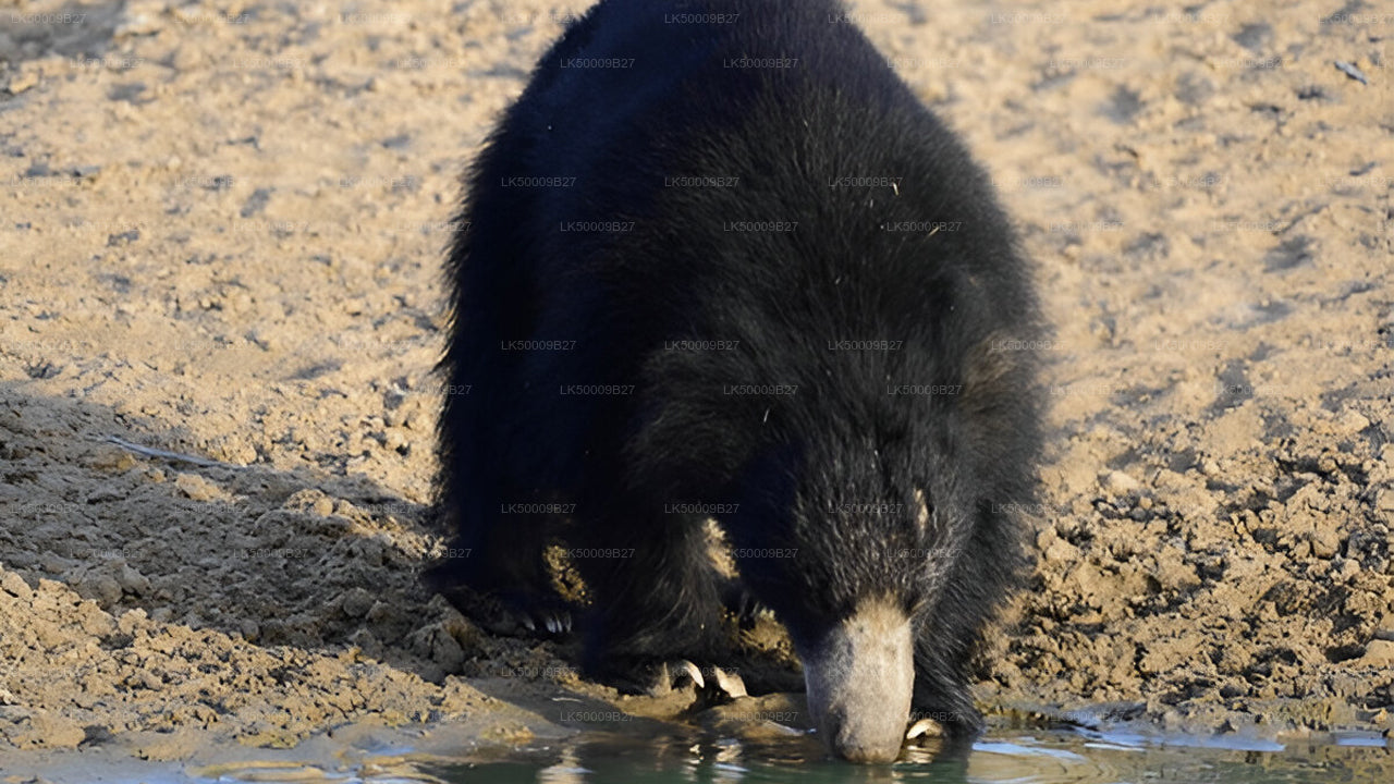 Privaatreis Weligamast Ellasse Yala Safariga