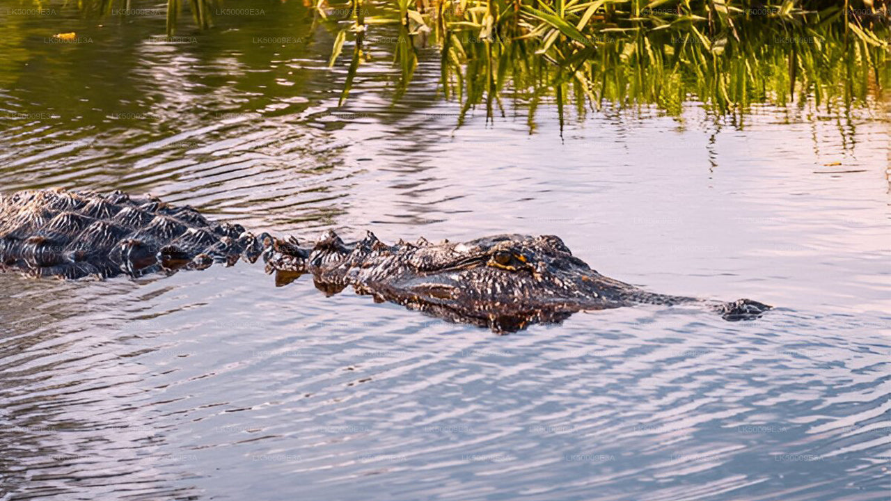 Boleto de entrada al Parque Nacional Udawalawe