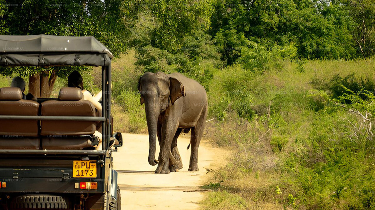Boleto de entrada al Parque Nacional Udawalawe