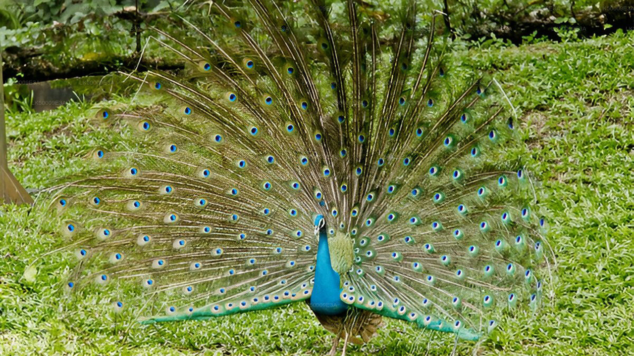 Boleto de entrada al Parque Nacional Udawalawe