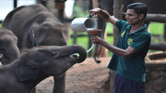 Udawalawe rahvuspargi safari koos elevantide transpordiga kodukülastusega
