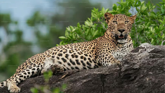 Wilpattu rahvuspargi privaatne safari