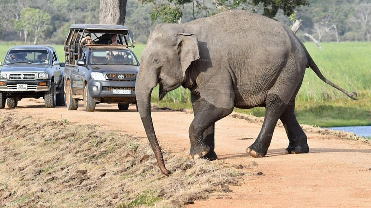 Wilpattu rahvuspargi privaatne safari