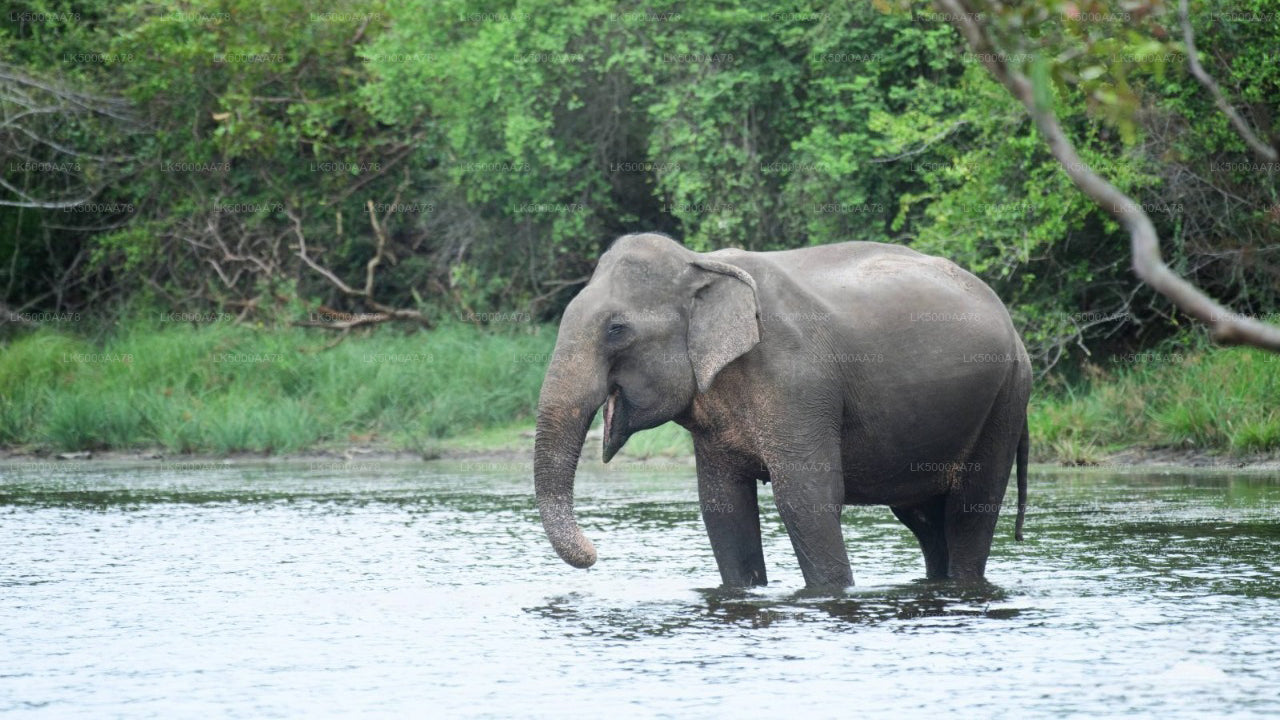 Wilpattu rahvuspargi privaatne safari