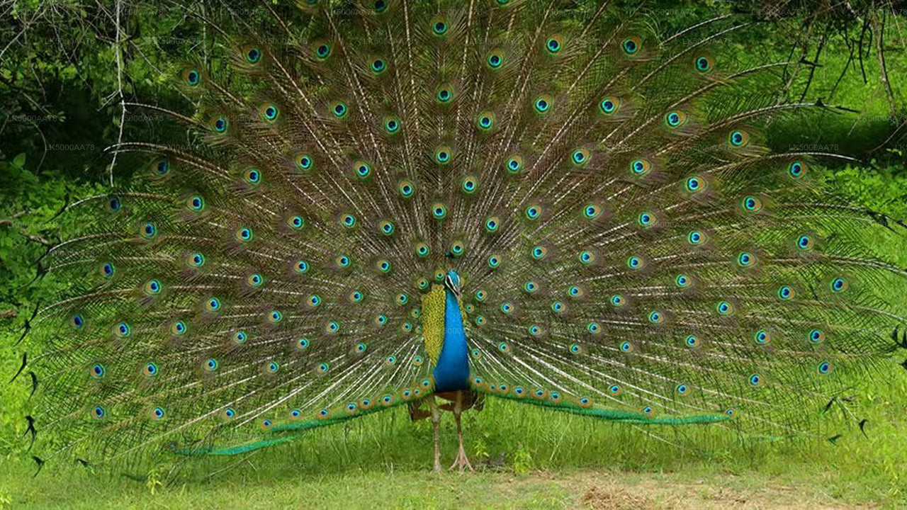 Wilpattu rahvuspargi privaatne safari
