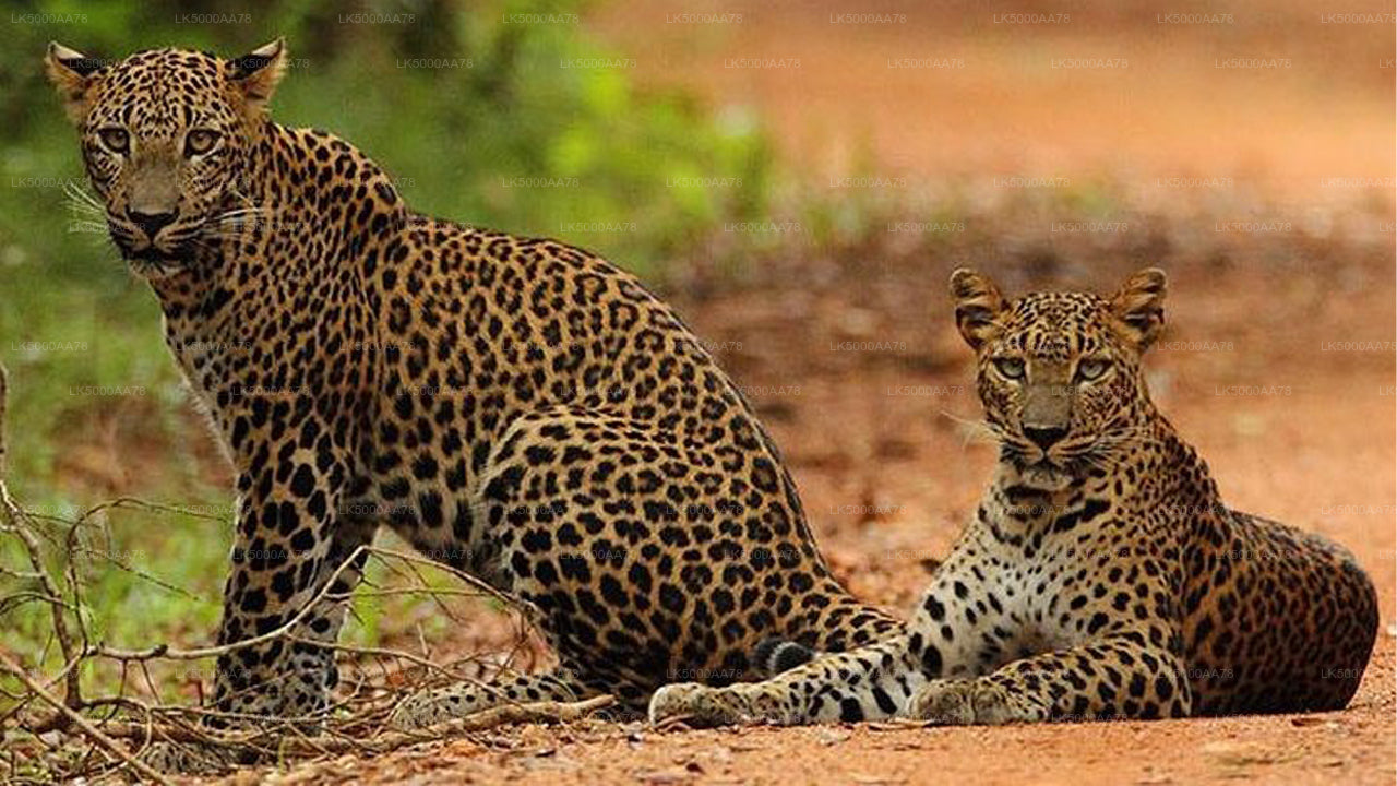 Wilpattu rahvuspargi privaatne safari