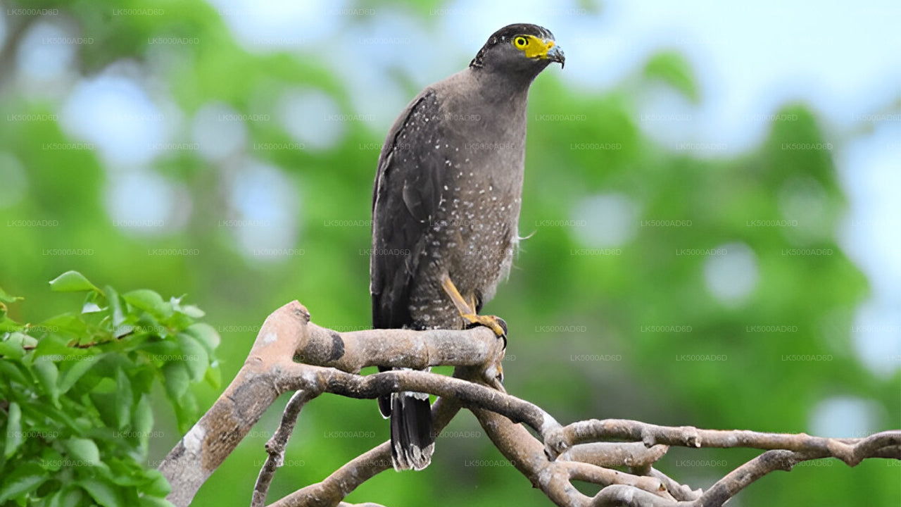 Privaatreis Galle'ist Ellasse Yala Safariga