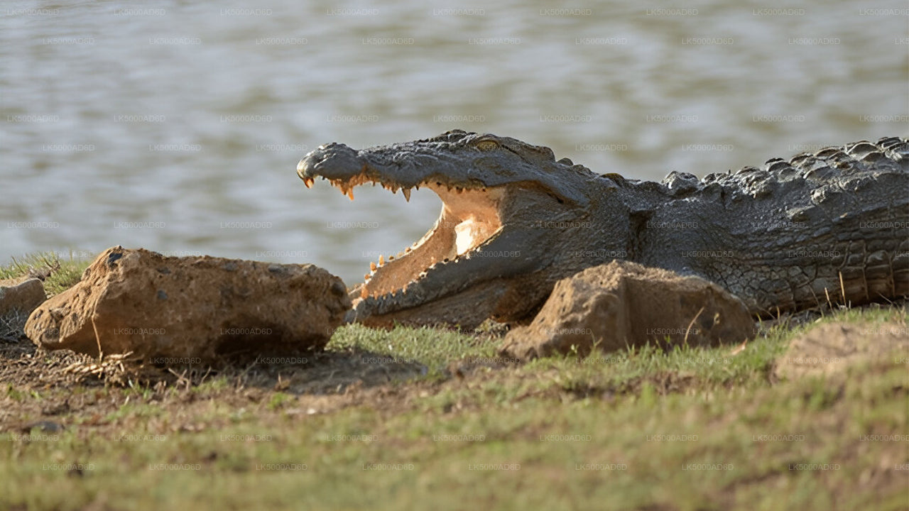 Privaatreis Galle'ist Ellasse Yala Safariga