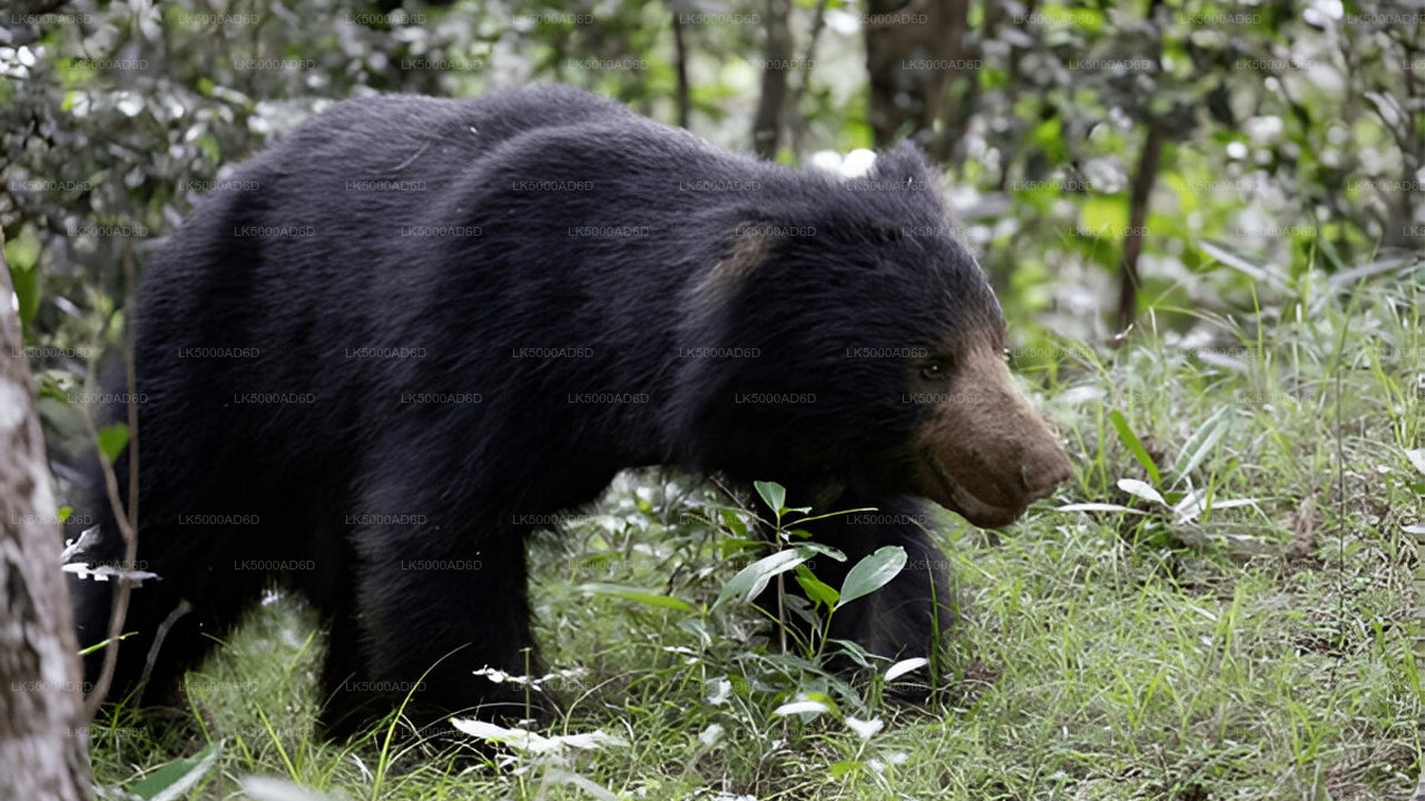Privaatreis Galle'ist Ellasse Yala Safariga