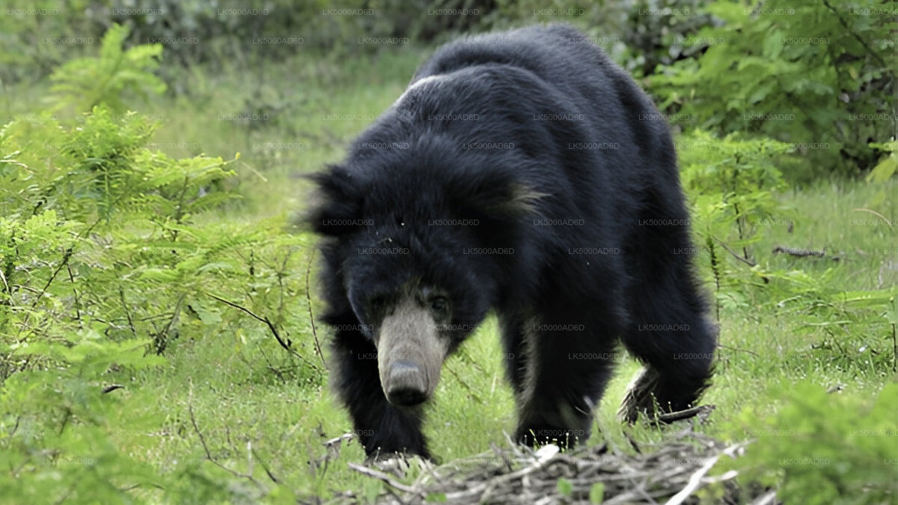 Privaatreis Galle'ist Ellasse Yala Safariga