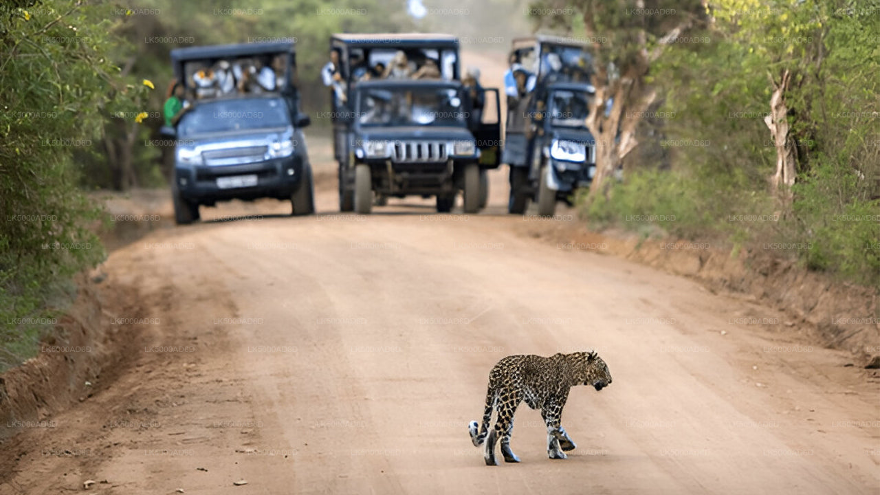 Privaatreis Galle'ist Ellasse Yala Safariga