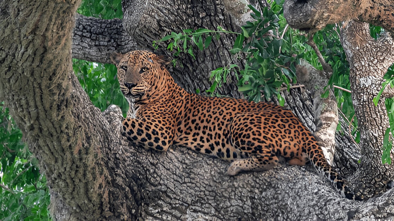 Privaatreis Galle'ist Ellasse Yala Safariga