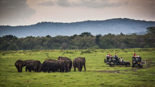 A safari jeep with tourists watching a group of elephants in the distance in a grassy landscape