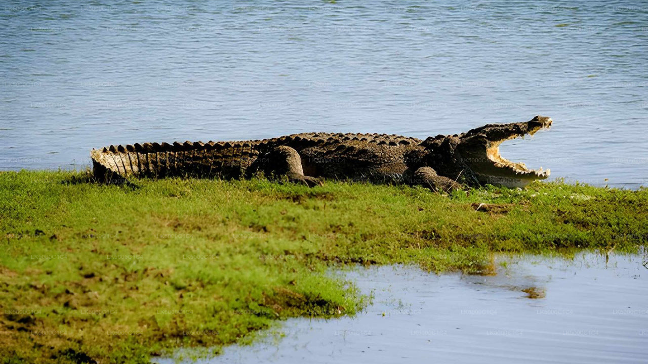 Privaatreis Ellast Hiriketiyasse Udawalawe Safariga