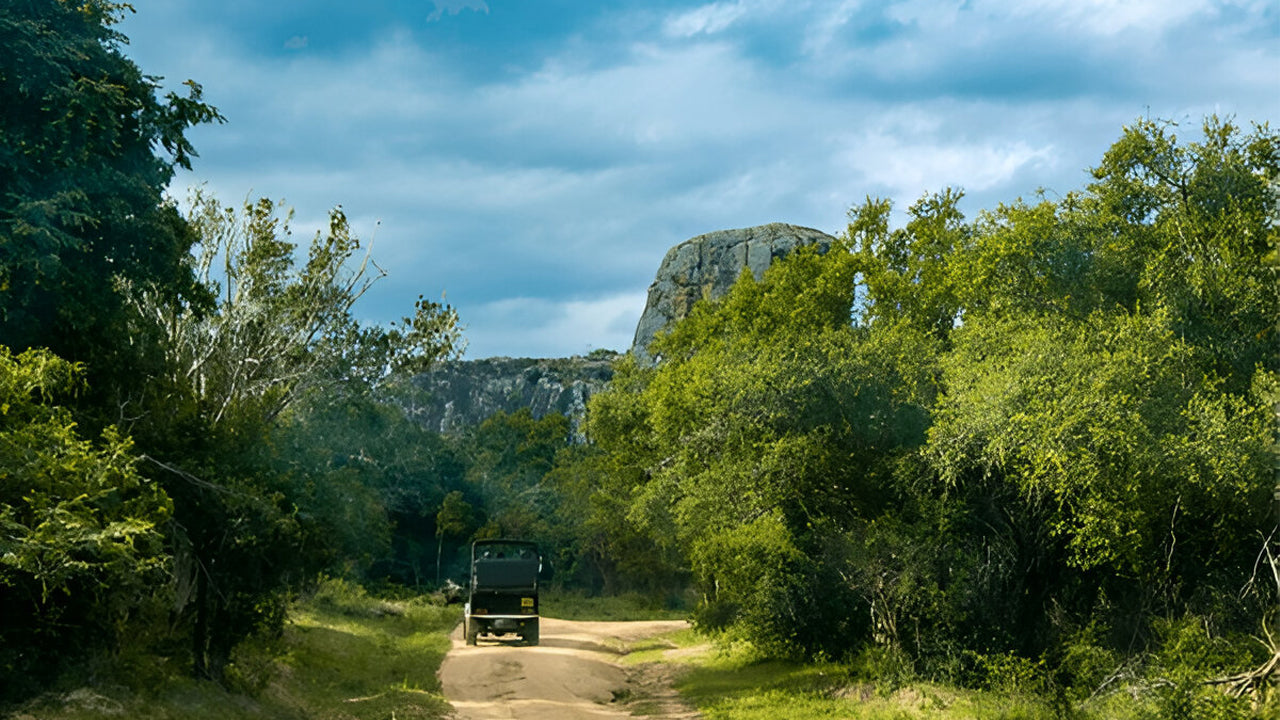 Yala rahvuspark (5. plokk) Eetiline safari
