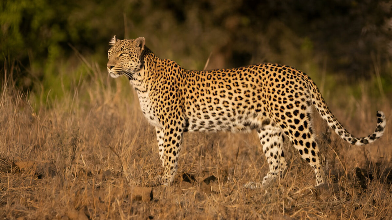 Yala rahvuspark (5. plokk) Eetiline safari