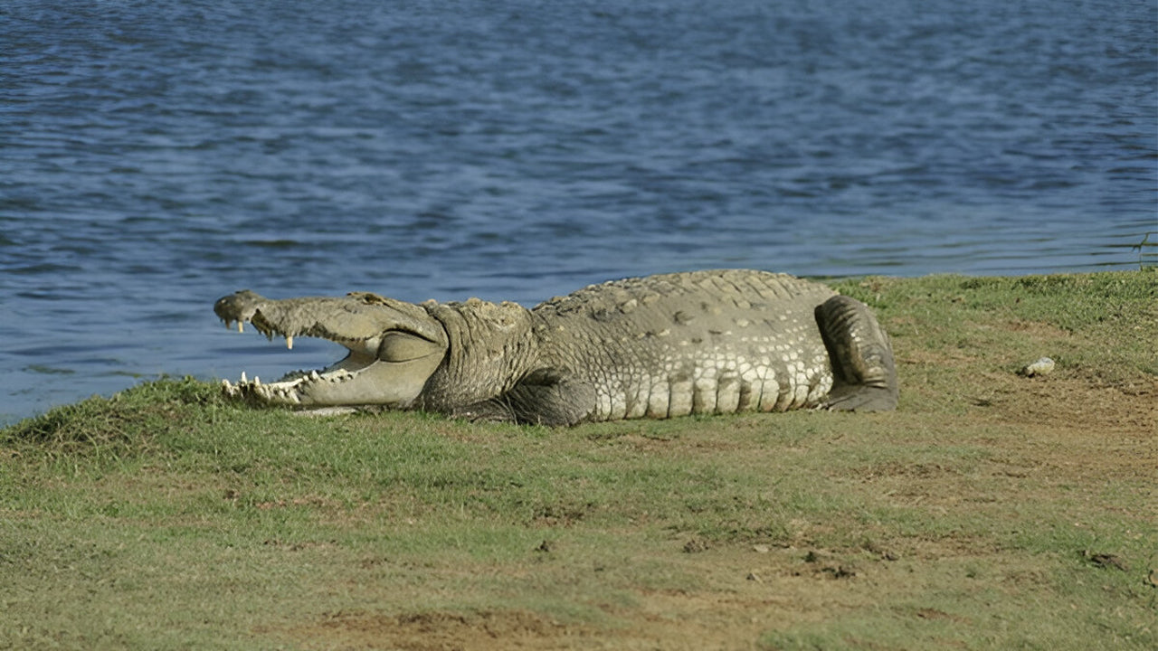 Yala rahvuspark (5. plokk) Eetiline safari