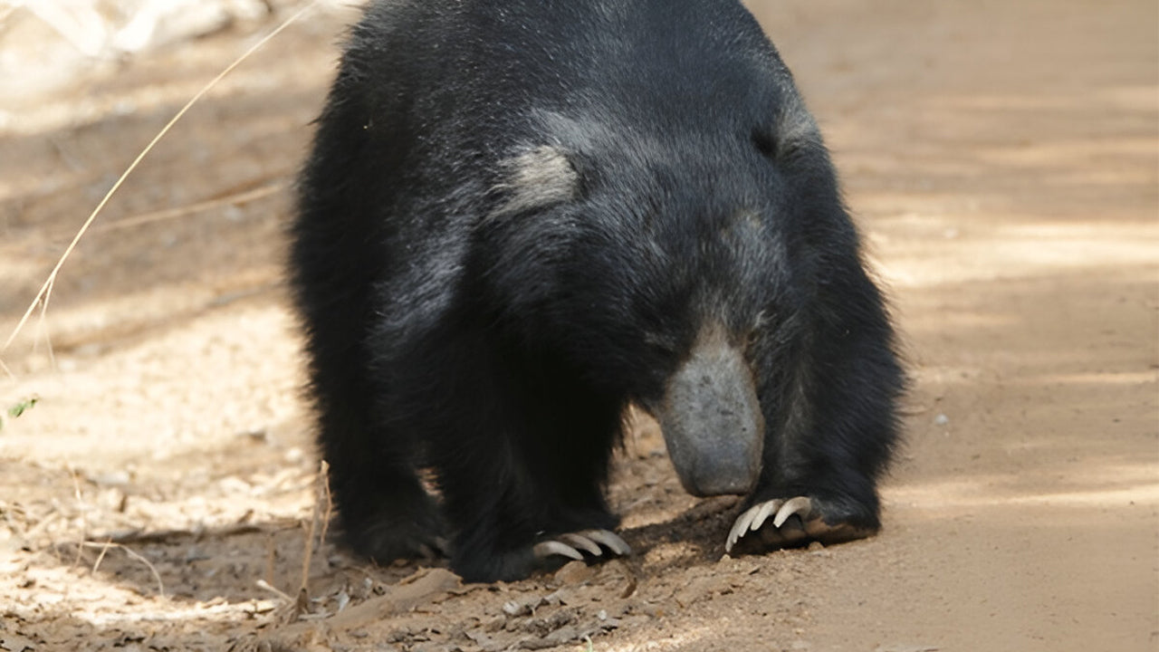 Yala rahvuspark (5. plokk) Eetiline safari
