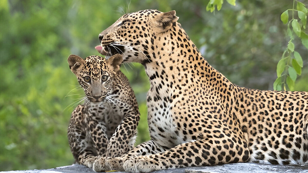 Yala rahvuspark (5. plokk) Eetiline safari