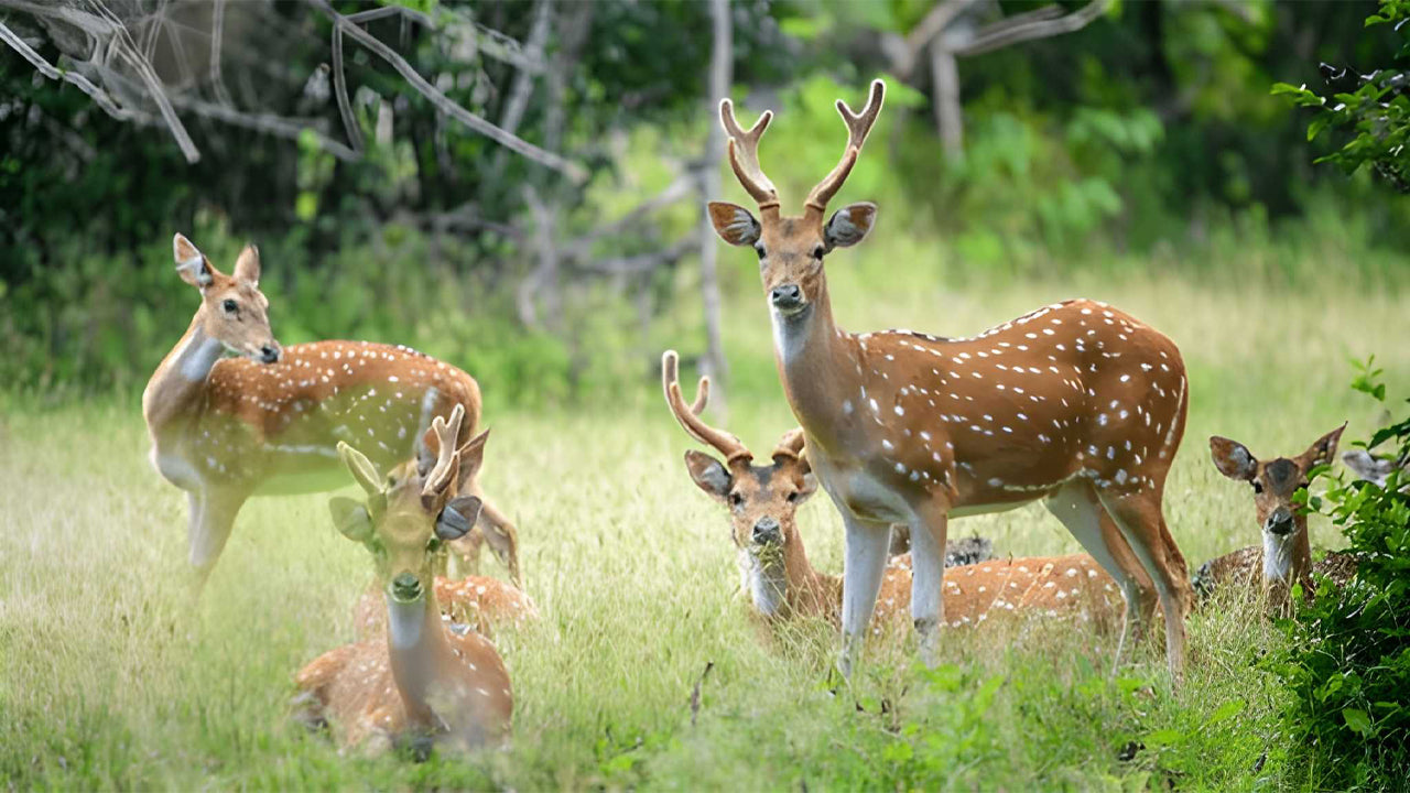 Yala rahvuspark (5. plokk) Eetiline safari