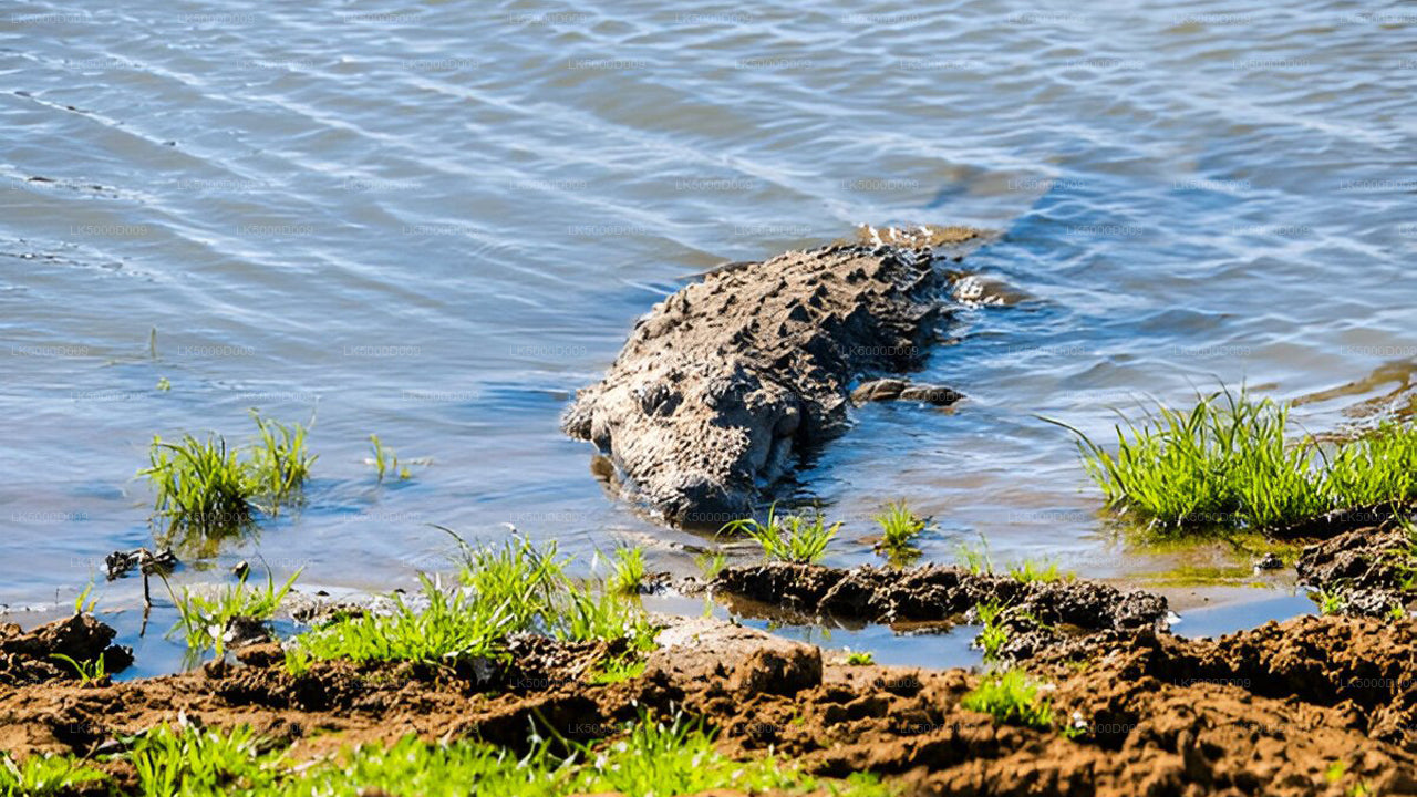 Privaatreis Gallest Ellasse Udawalawe Safariga