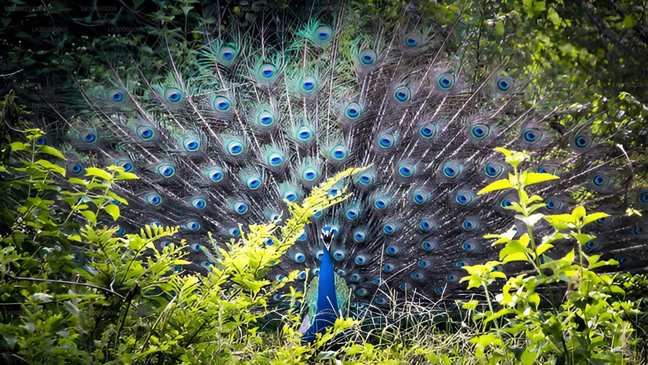 Privaatreis Gallest Ellasse Udawalawe Safariga