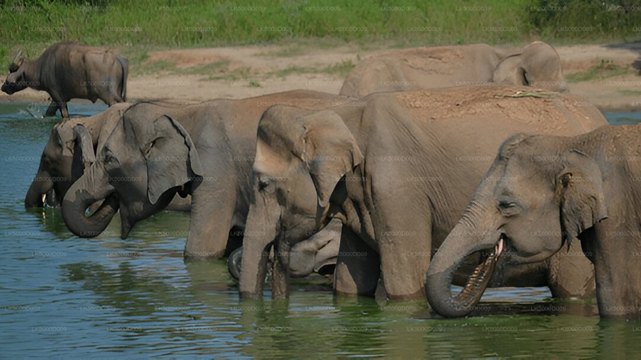 Privaatreis Gallest Ellasse Udawalawe Safariga