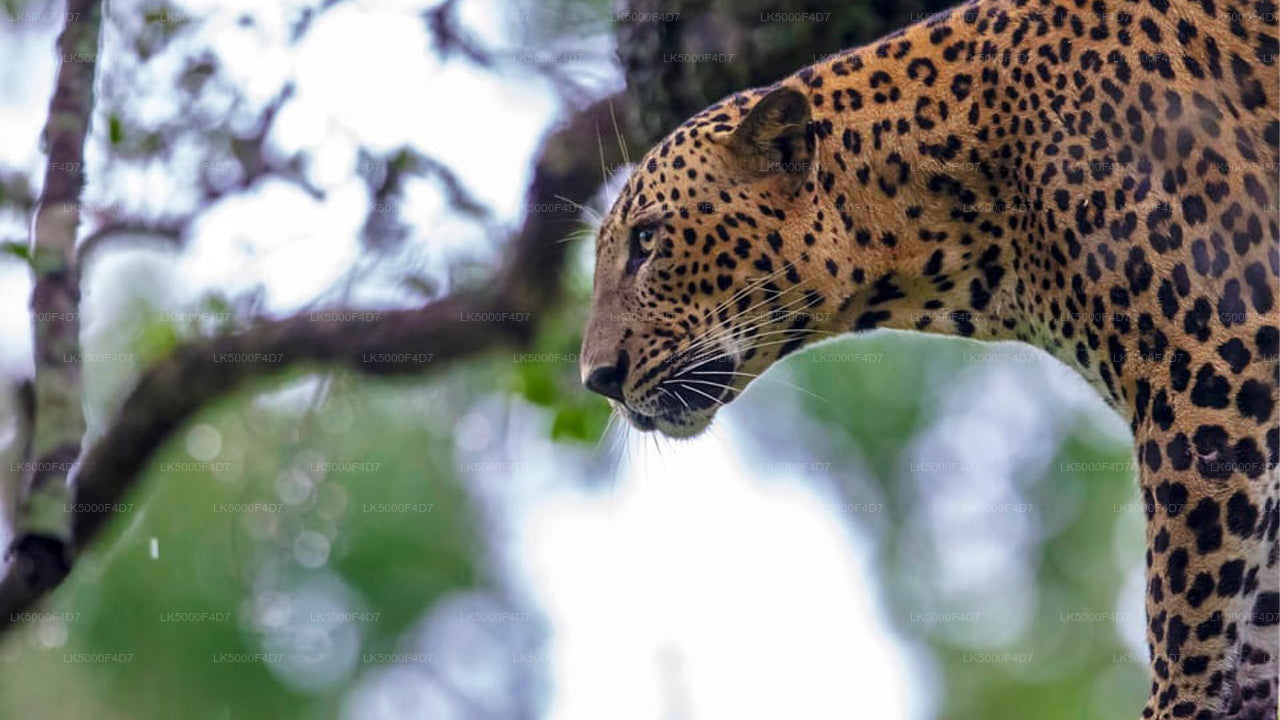 Privaatreis Ellast Hiriketiyasse Yala Safariga