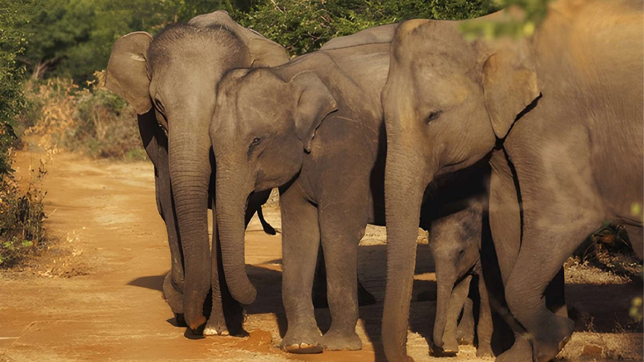 Udawalawe rahvuspargi privaatne safari loodusteadlasega