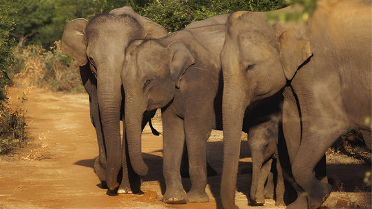 Udawalawe rahvuspargi privaatne safari loodusteadlasega