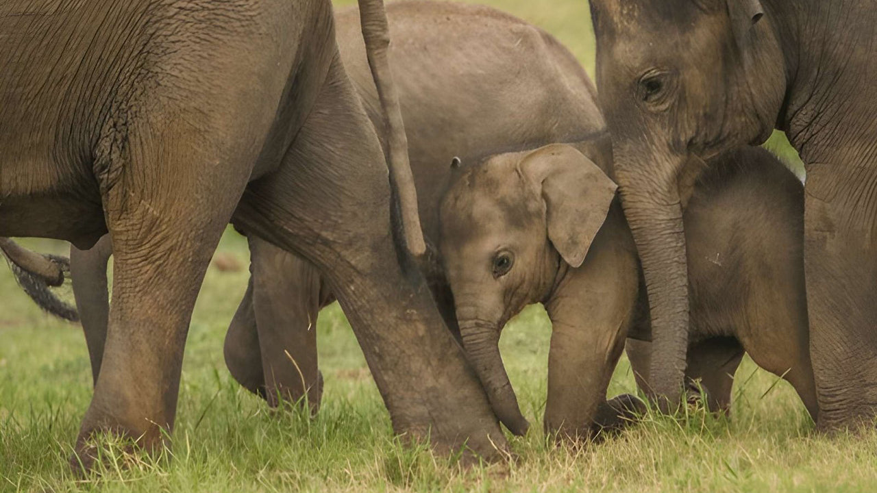 Udawalawe rahvuspargi privaatne safari loodusteadlasega