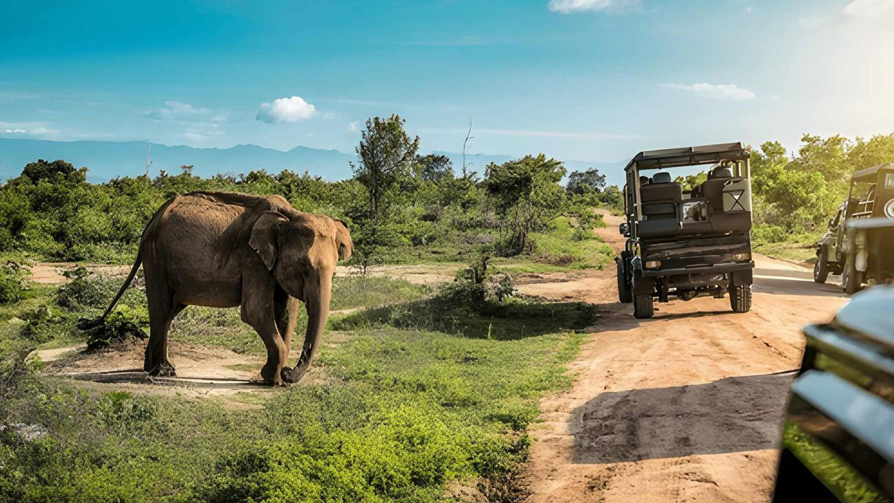 Udawalawe rahvuspargi privaatne safari loodusteadlasega